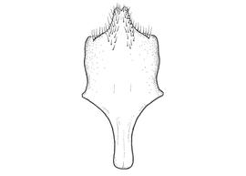   Anthidium sonorense  male, diagram showing ventral view of eighth sternum (S8), diagram from Gonzalez and Griswold 2013 
